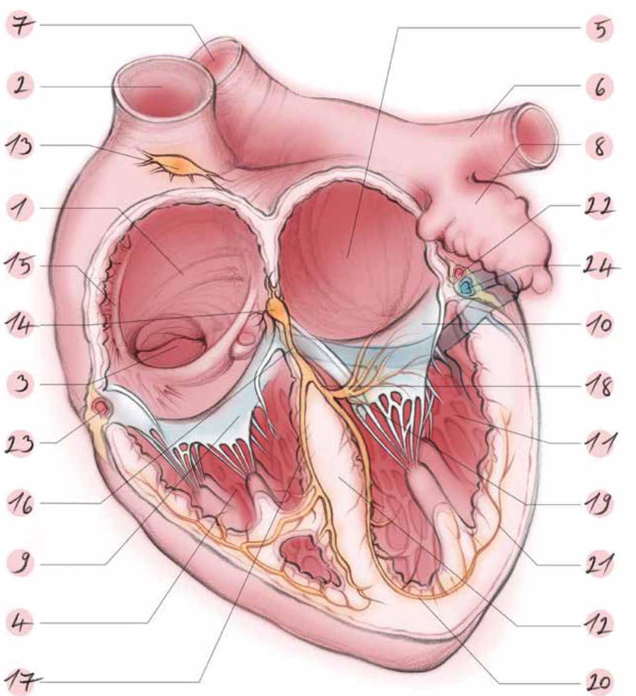 Rhythmologie Zurich Anatomie Des Herzens